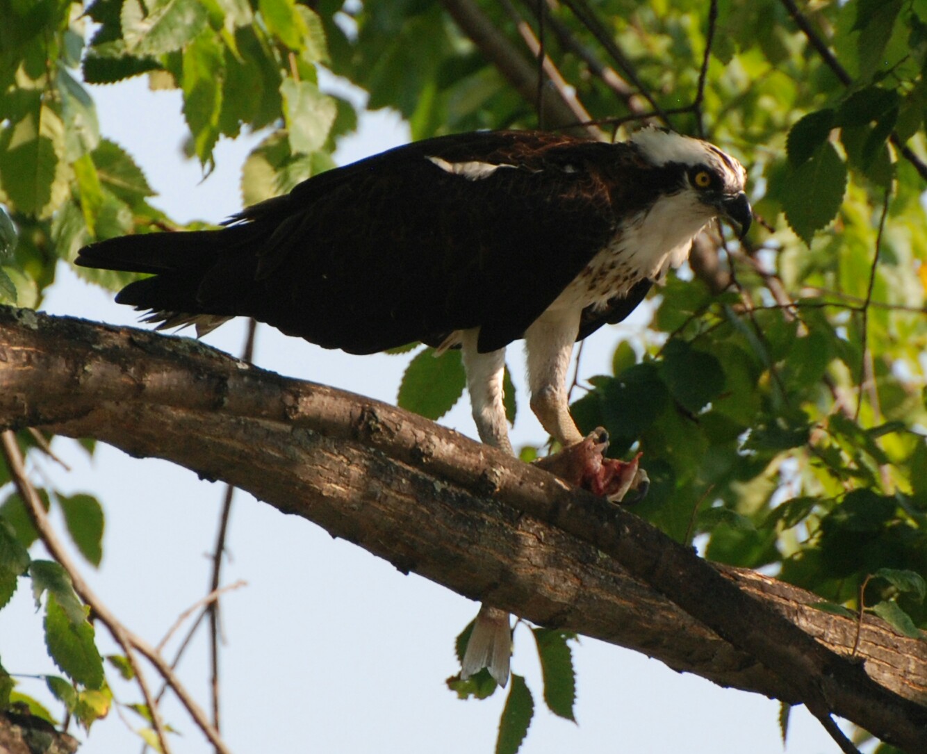 osprey in tree
