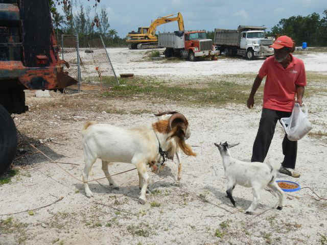 CatGoat.jpg (94743 bytes)