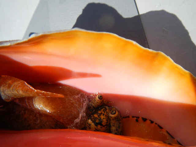 Concep_Conch01.jpg (92327 bytes)