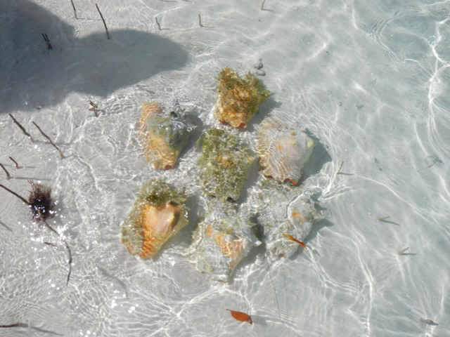 Concep_Conch03.jpg (114421 bytes)