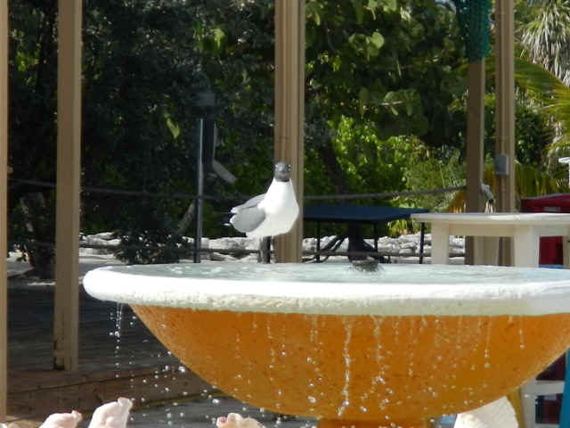 LSS10_bird.jpg (119863 bytes)