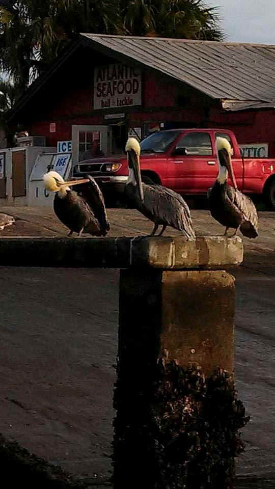 pelicans01.jpg (70904 bytes)