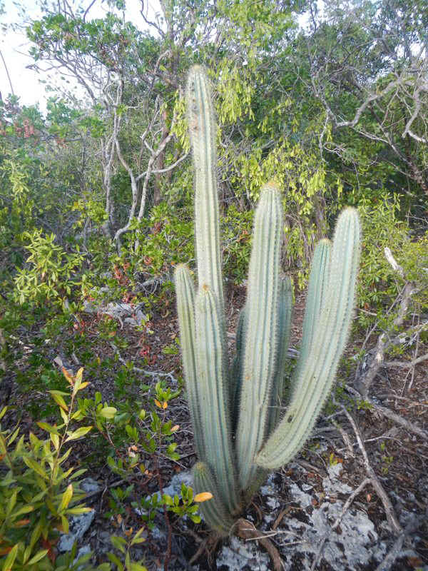 BPS_Cactus.jpg (195202 bytes)
