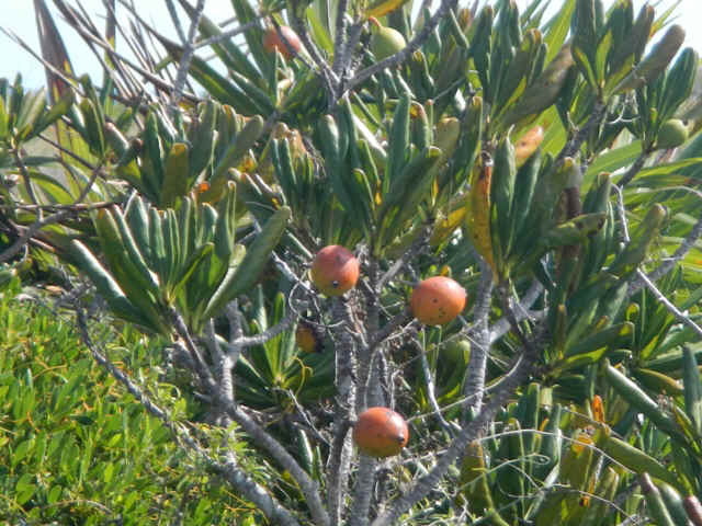 Cambridge_fruit.jpg (196847 bytes)