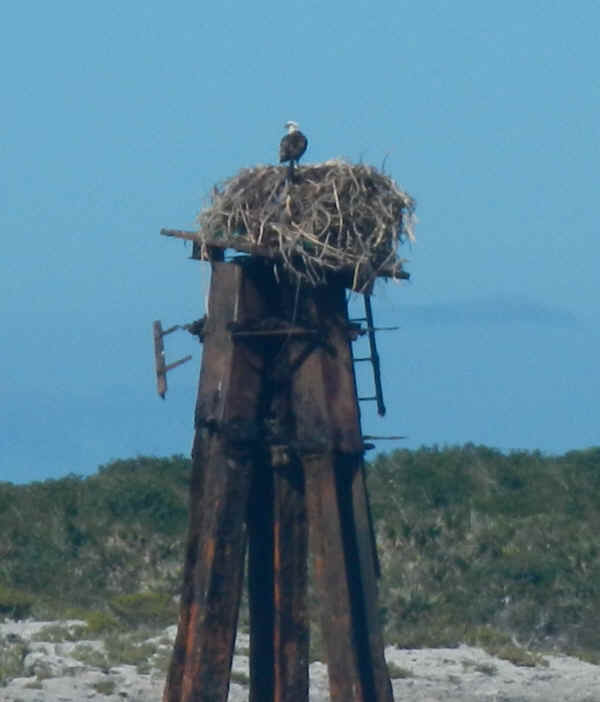 Pipe_Osprey.jpg (178581 bytes)