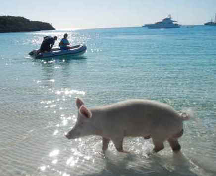 Stan02_Pig01.jpg (24617 bytes)
