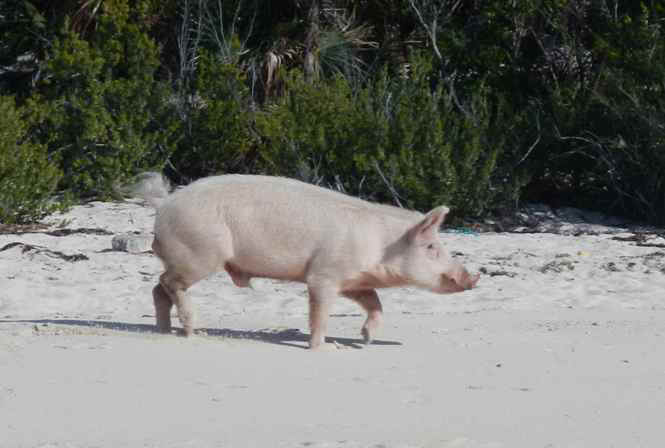 Stan02_Pig02.jpg (3640240 bytes)