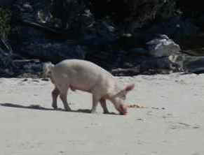 Stan02_Pig03.jpg (89602 bytes)