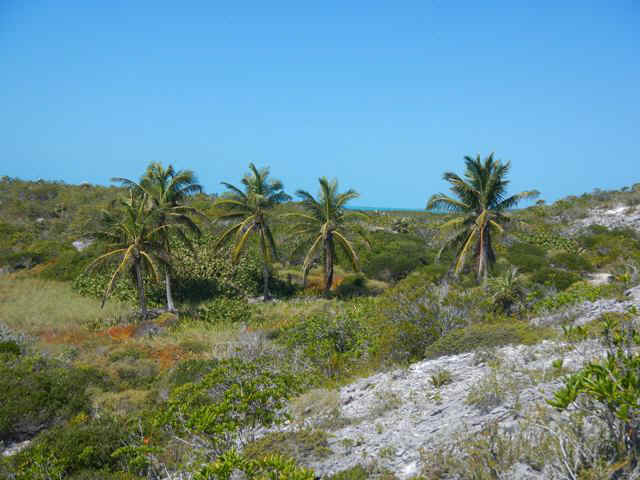 bps02_4palms.jpg (80815 bytes)