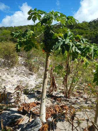 bps02_fruit.jpg (57793 bytes)