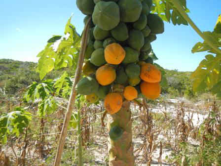 bps02_fruit02.jpg (56282 bytes)