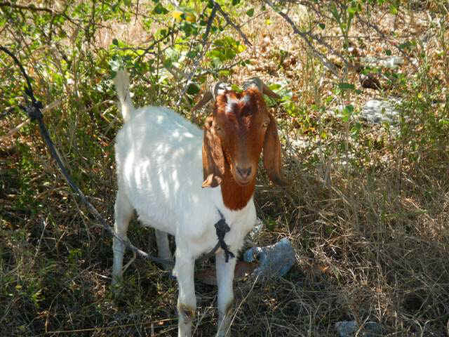 bps02_goat.jpg (98499 bytes)