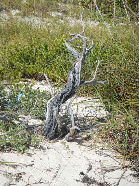 bps02_tree.jpg (91881 bytes)