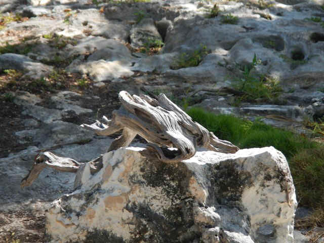 DSCN0160_147.jpg (110973 bytes)