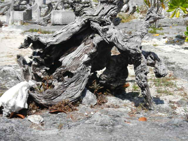 DSCN0163_150.jpg (99331 bytes)