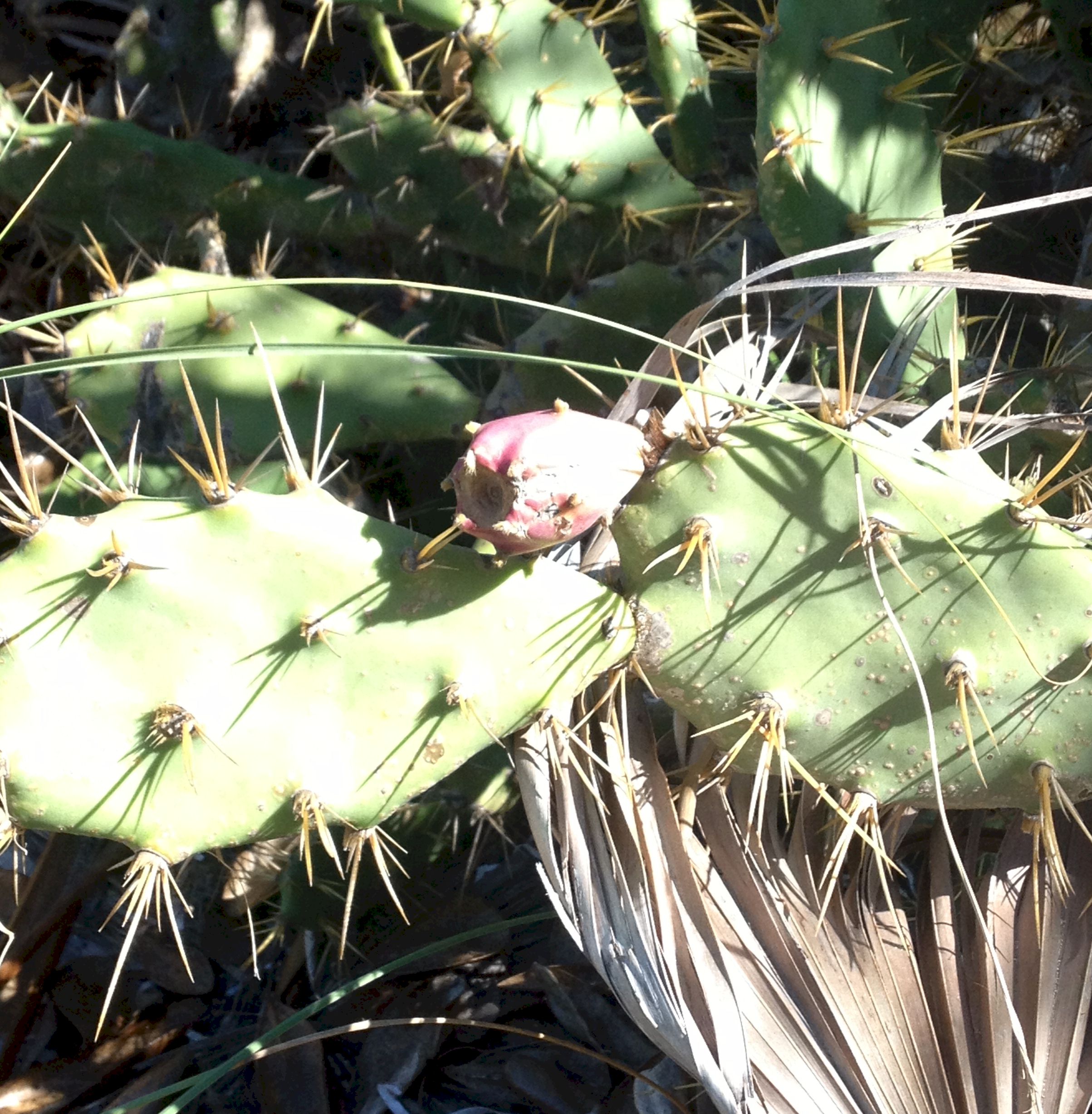Allens_PricklyPear.jpg (771669 bytes)
