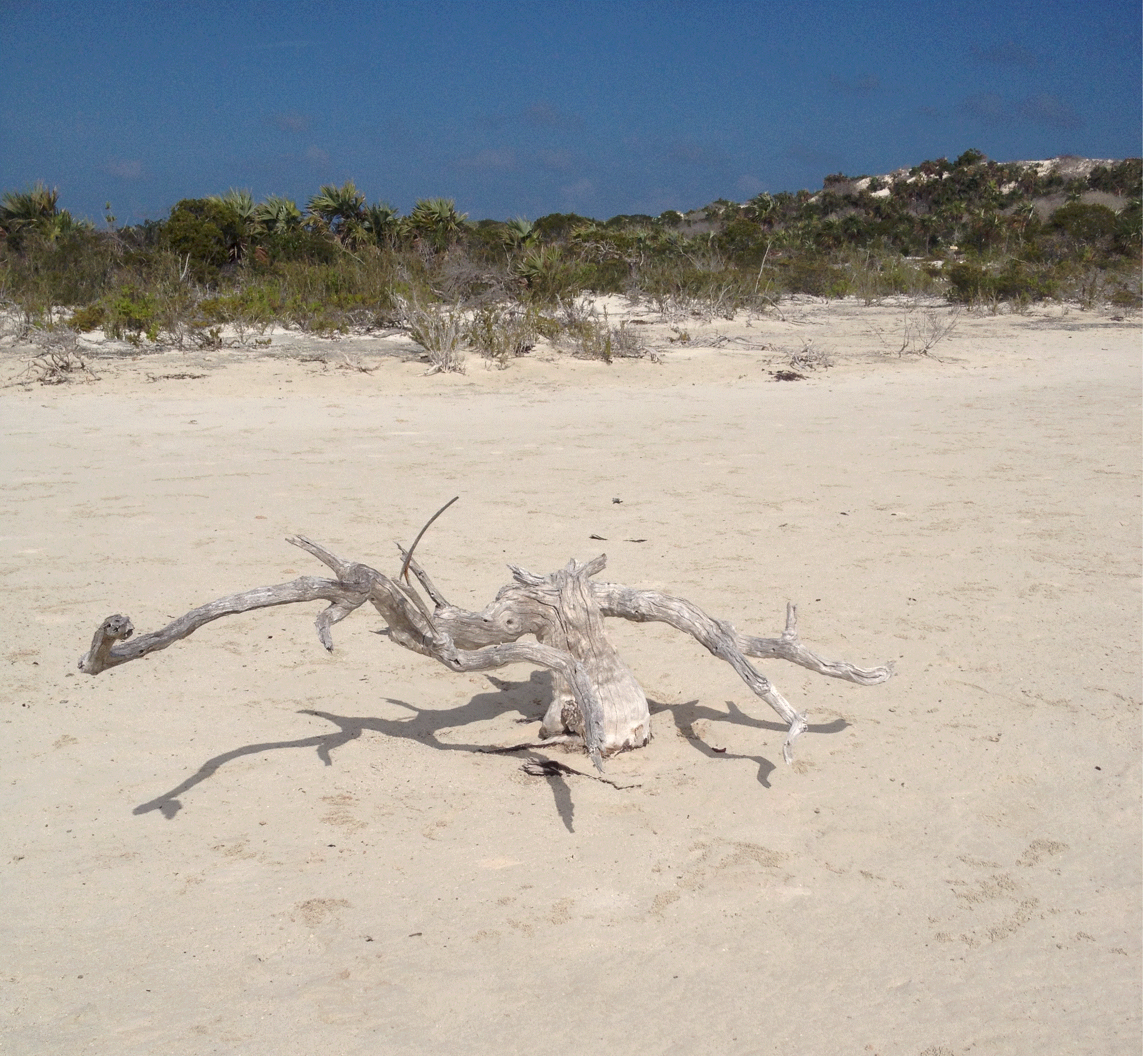 WarWells+Driftwood.gif (1735469 bytes)