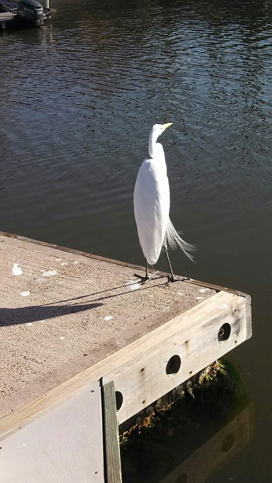 egret01.jpg (115861 bytes)