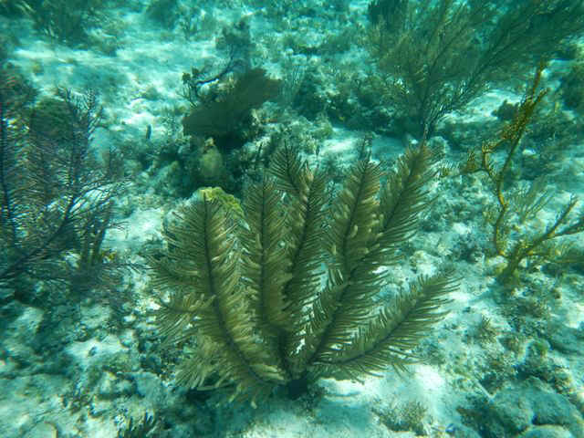 GT_Coral01.jpg (104078 bytes)