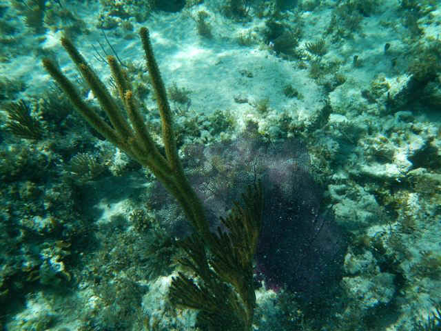 GT_Coral02.jpg (98993 bytes)