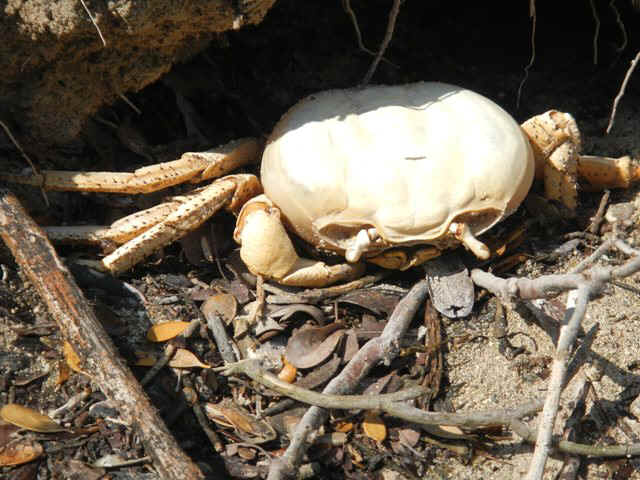 GT_Crabzilla03.jpg (108006 bytes)