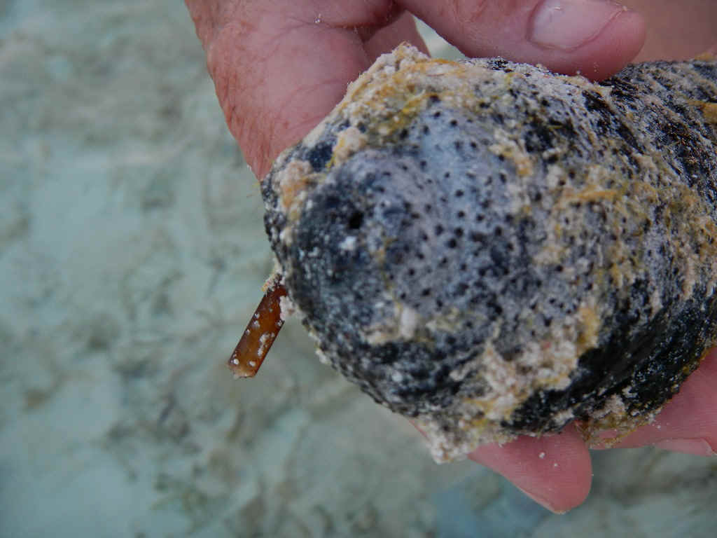 GT_LowTide02.jpg (208472 bytes)