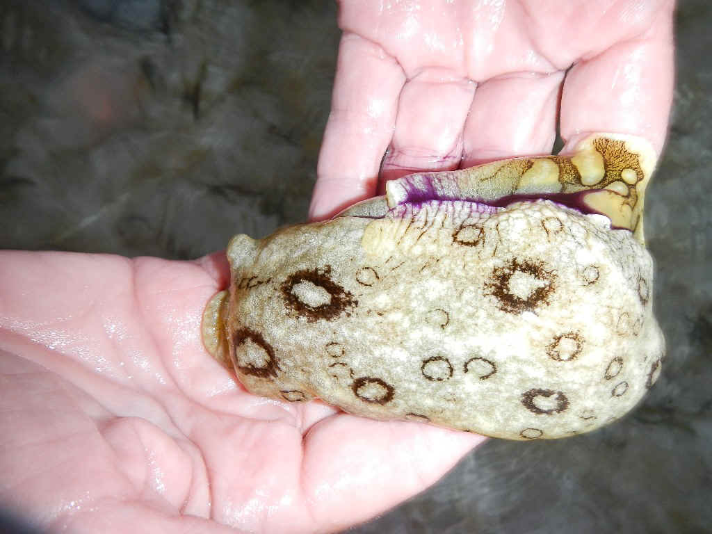 GT_LowTide08.jpg (212077 bytes)