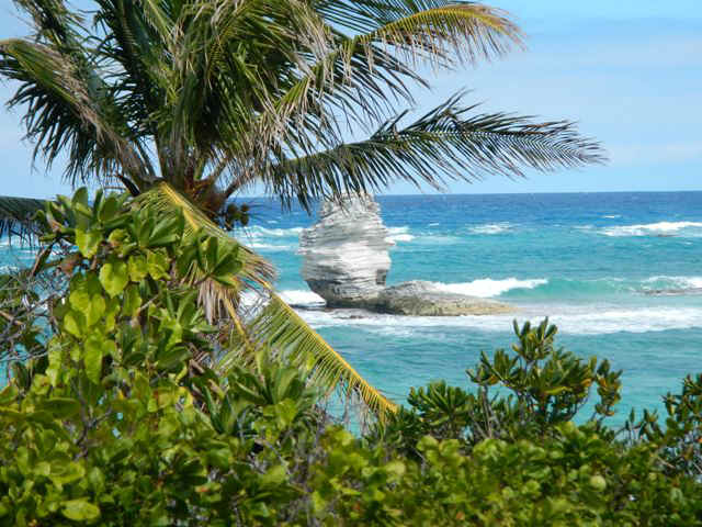 LI_BeachRock_palm.jpg (107644 bytes)
