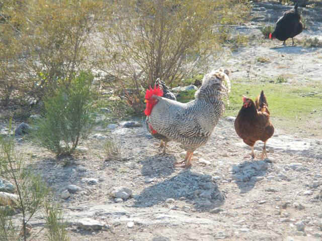 LI_Chickens02.jpg (97489 bytes)