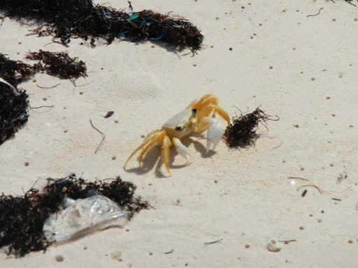 LI_Crab01.jpg (79685 bytes)