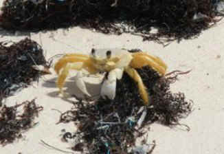LI_Crab02.jpg (41606 bytes)