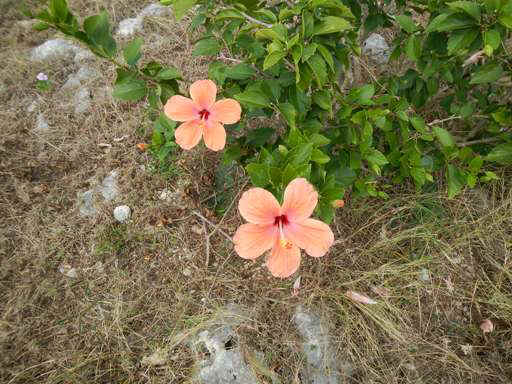 LI_Flower01.jpg (64114 bytes)