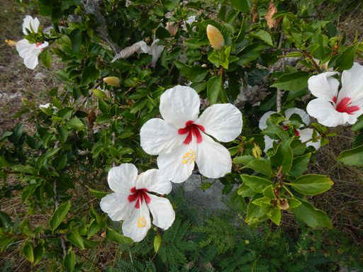 LI_Flower02.jpg (78153 bytes)