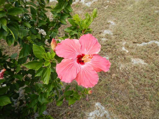 LI_Flower03.jpg (82947 bytes)