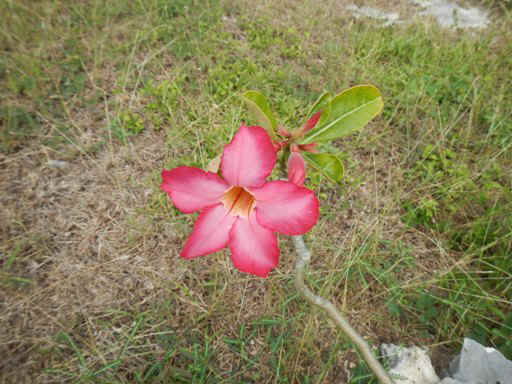 LI_Flower04.jpg (86207 bytes)