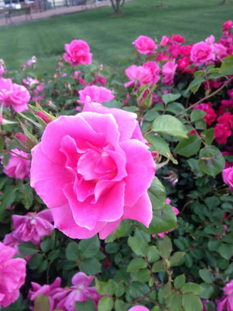 EC_Rose Garden.jpg (125670 bytes)