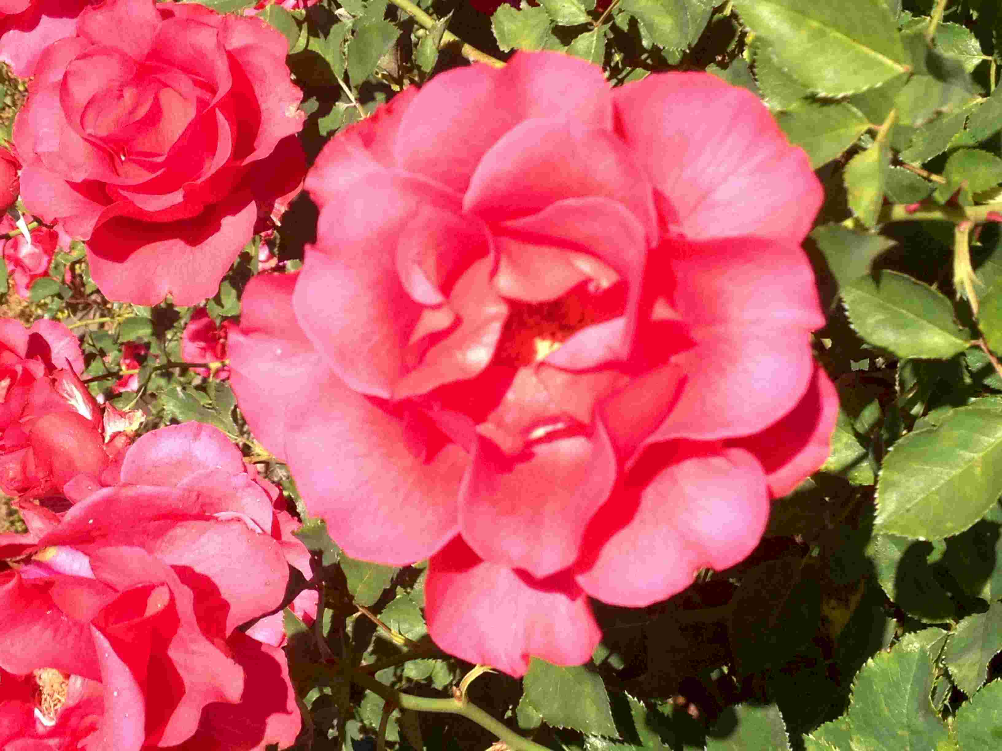 CA_Rose01.jpg (194034 bytes)