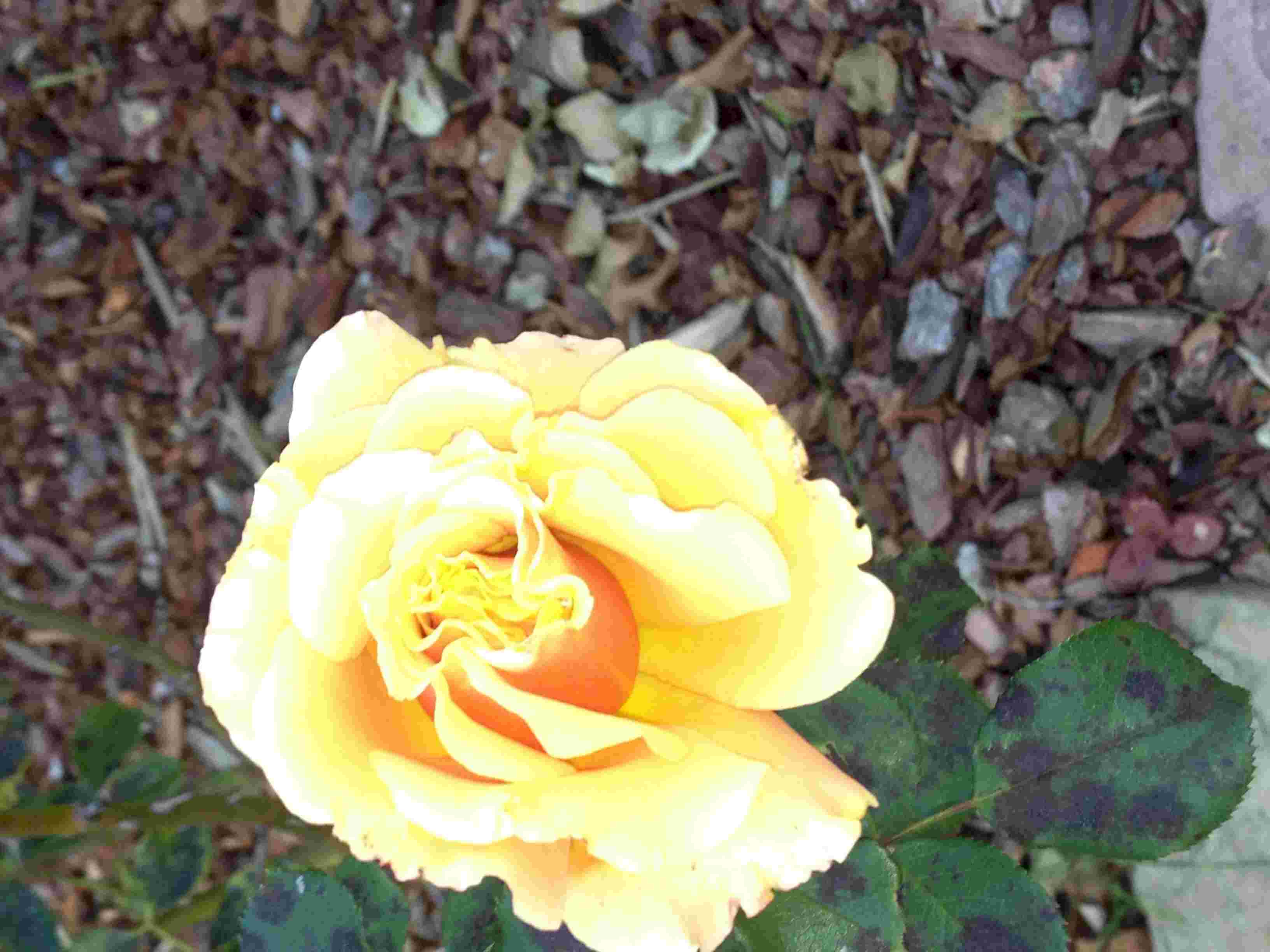 CA_Rose02.jpg (172089 bytes)