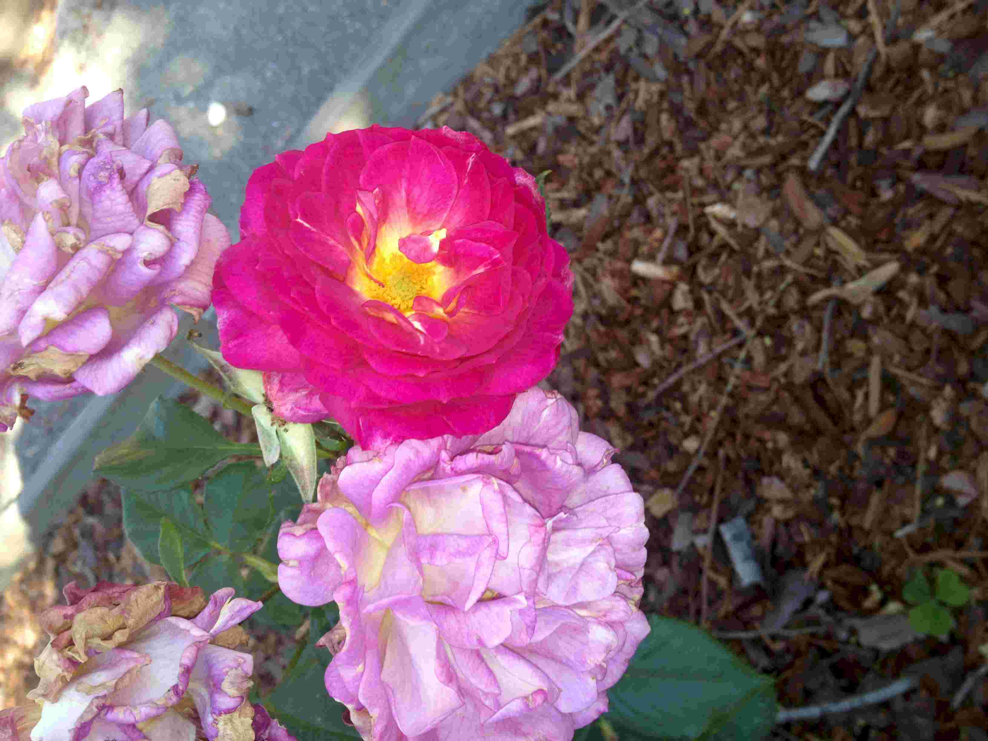 CA_Rose03.jpg (185316 bytes)