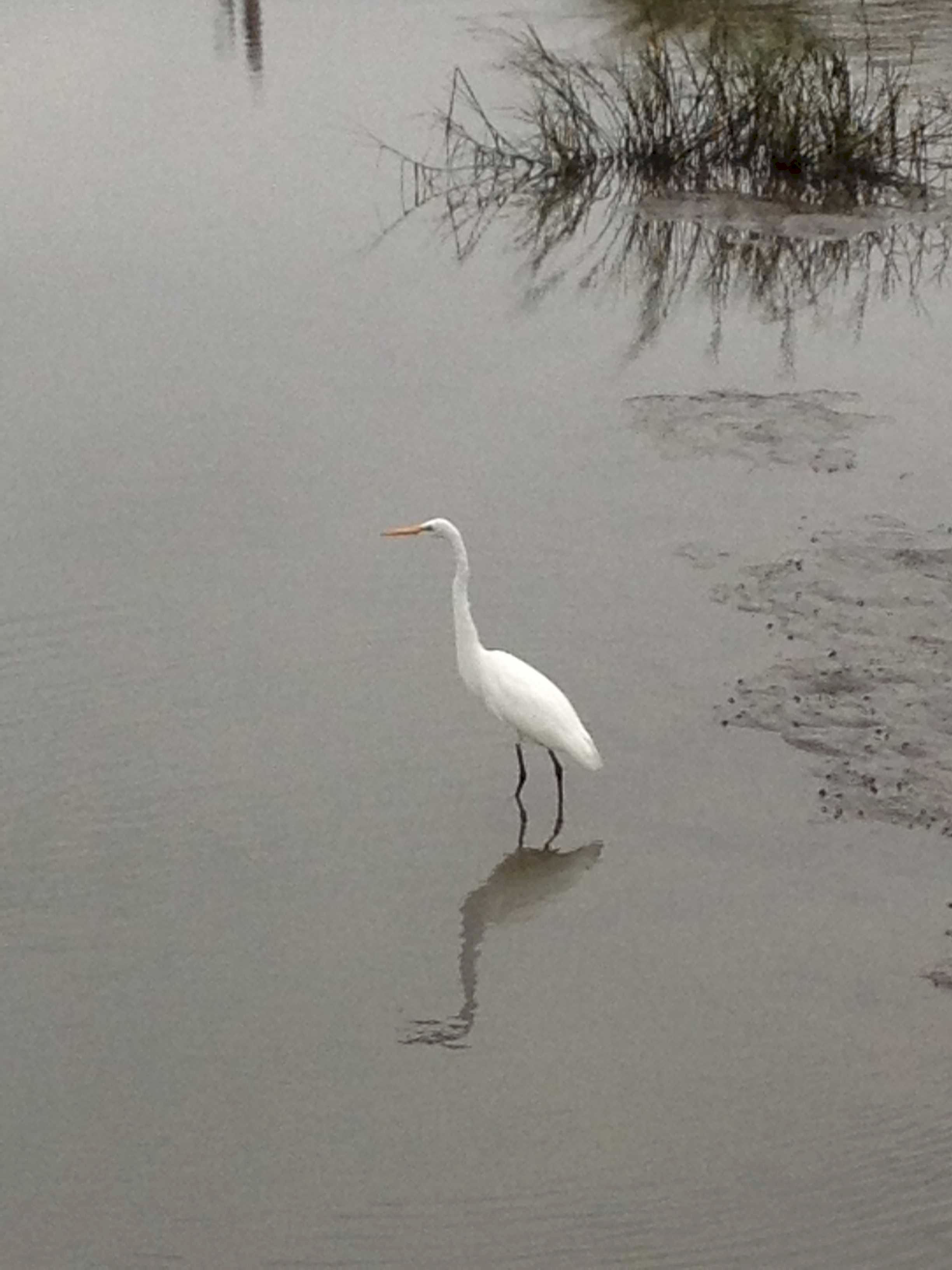 Egret.jpg (321686 bytes)
