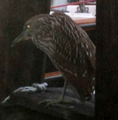 Bird_on_dock.JPG (115052 bytes)
