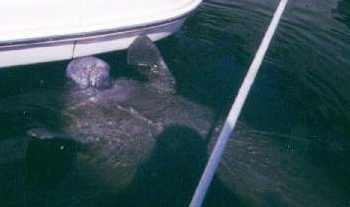 Manatee.jpg (6501 bytes)