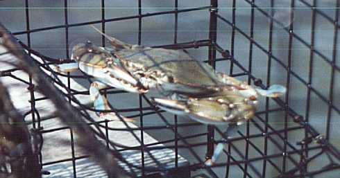 BlueCrab.jpg (19754 bytes)