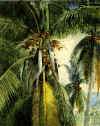 coconut_144.JPG (129696 bytes)