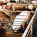 hog-prices_1.gif (7061 bytes)